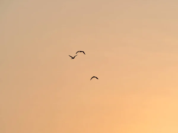 Uccelli Silhouettati Che Volano Nel Cielo Del Tramonto — Foto Stock