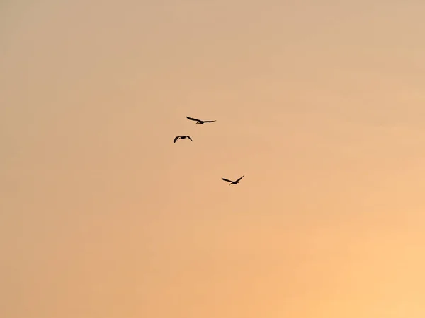 在夕阳西下飞翔的鸟影 — 图库照片