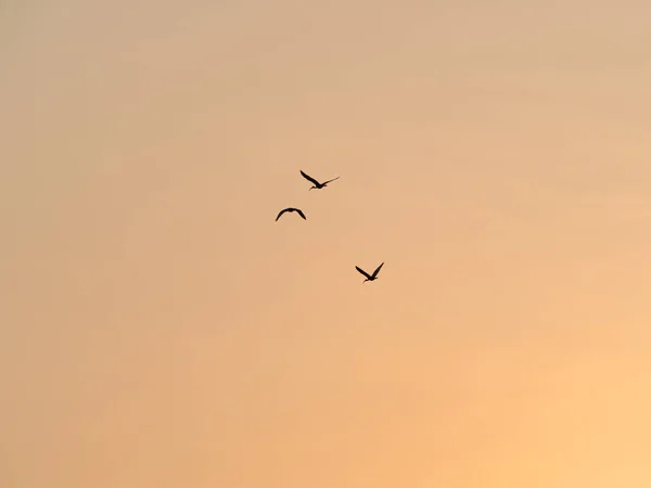 Silhoueted Birds Repülő Sunset Sky — Stock Fotó