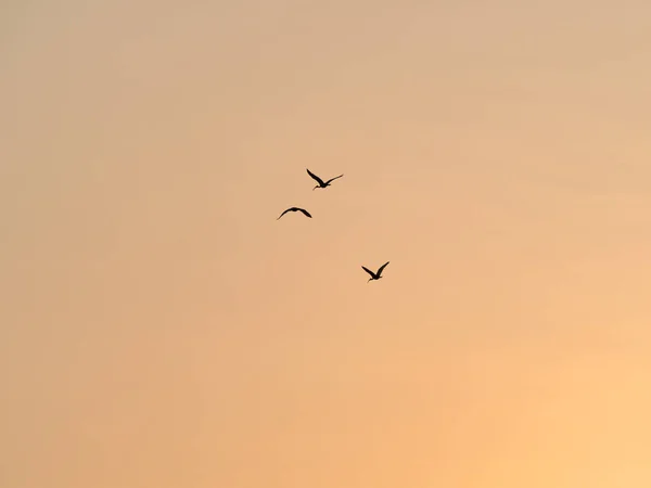 Silhouetted Birds Flying in the Sunset Sky