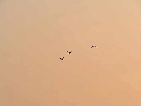 Silhuett Fåglar Som Flyger Solnedgången Himlen — Stockfoto