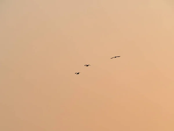 Силуэты Птиц Летящих Закатном Небе — стоковое фото
