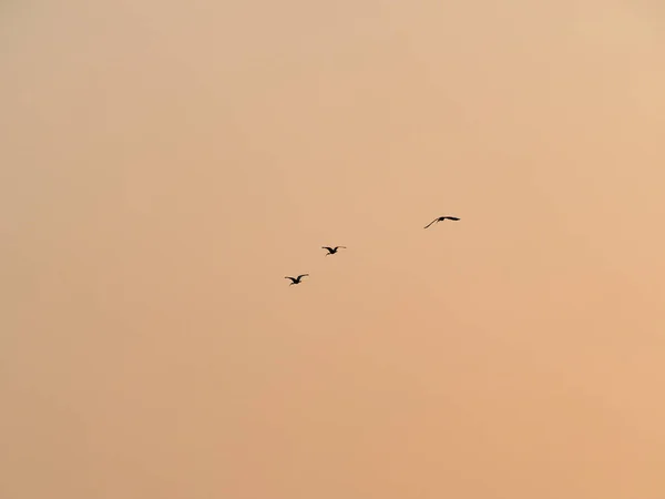 Pássaros Silhuetas Voando Céu Por Sol — Fotografia de Stock