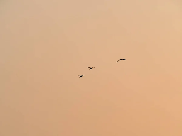 Silhouetted Birds Flying Sunset Sky — Stock Photo, Image