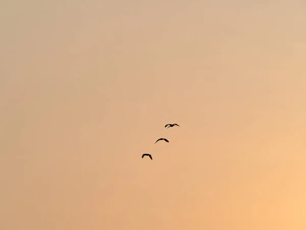 Pájaros Siluetas Volando Cielo Del Atardecer — Foto de Stock