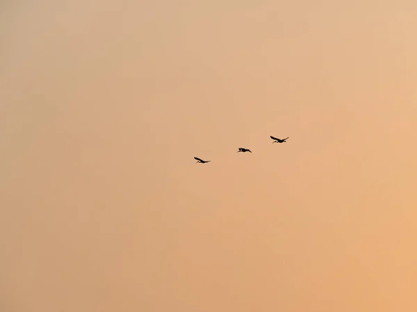 Siluetli Kuşlar Günbatımında Uçuyor — Stok fotoğraf