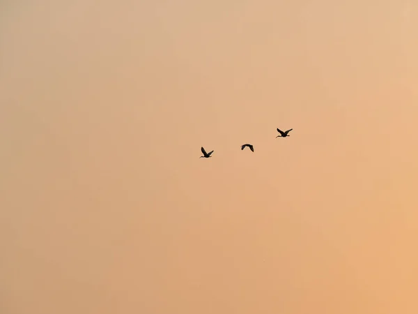 Silhouetted Birds Flying Sunset Sky — Stock Photo, Image