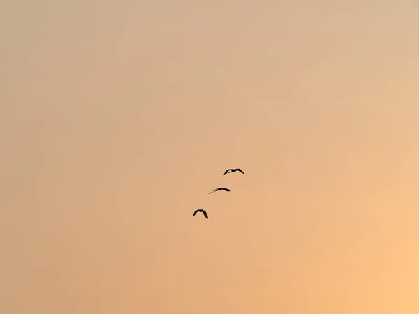 Siluetoidut Linnut Lentävät Auringonlaskun Taivaalla — kuvapankkivalokuva