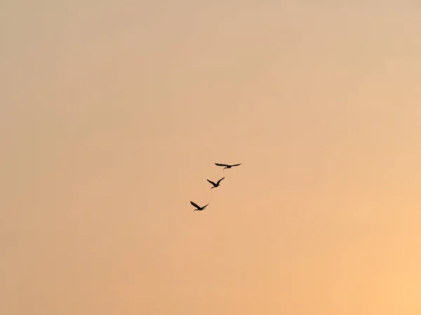 Pájaros Siluetas Volando Cielo Del Atardecer — Foto de Stock