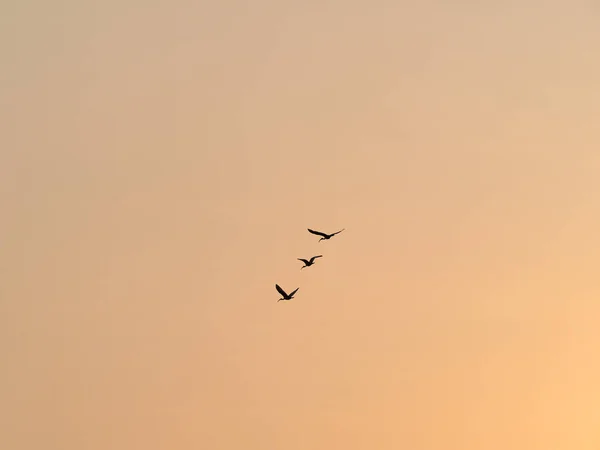 Pájaros Siluetas Volando Cielo Del Atardecer — Foto de Stock