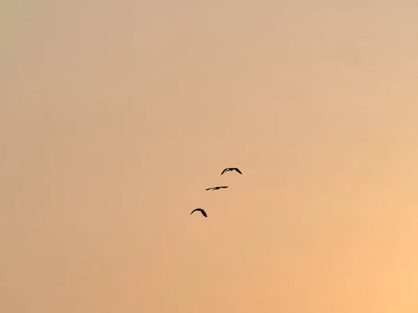 Pájaros Siluetas Volando Cielo Del Atardecer — Foto de Stock