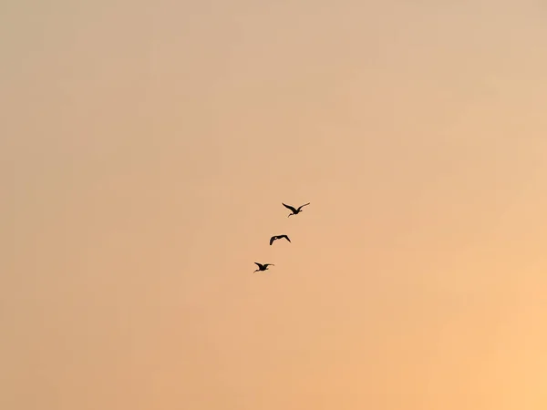 Silhouette Vögel Fliegen Himmel Des Sonnenuntergangs — Stockfoto