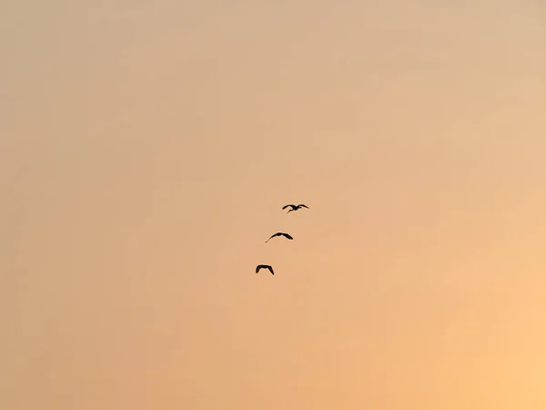 Pájaros Siluetas Volando Cielo Del Atardecer — Foto de Stock