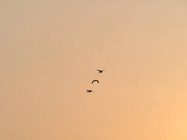 Pájaros Siluetas Volando Cielo Del Atardecer — Foto de Stock