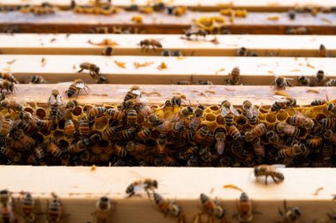 Arılı açık arı kovanı bal peteği ahşap çerçevesinde kovan boyunca sürünüyor. Apiculture kavramı.