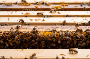 Arılı açık arı kovanı bal peteği ahşap çerçevesinde kovan boyunca sürünüyor. Apiculture kavramı.
