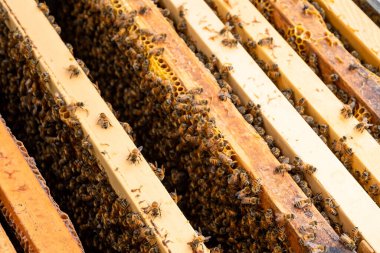 Arılı açık arı kovanı bal peteği ahşap çerçevesinde kovan boyunca sürünüyor. Apiculture kavramı.