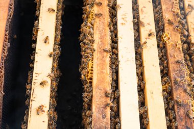 Arılı açık arı kovanı bal peteği ahşap çerçevesinde kovan boyunca sürünüyor. Apiculture kavramı.