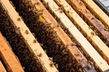 Arılı açık arı kovanı bal peteği ahşap çerçevesinde kovan boyunca sürünüyor. Apiculture kavramı.