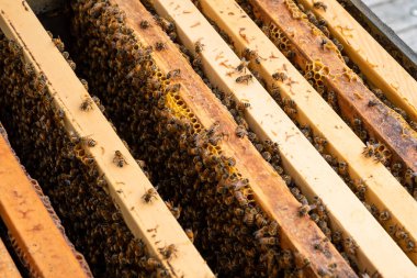 Arılı açık arı kovanı bal peteği ahşap çerçevesinde kovan boyunca sürünüyor. Apiculture kavramı.