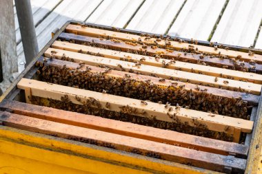 Arılı açık arı kovanı bal peteği ahşap çerçevesinde kovan boyunca sürünüyor. Apiculture kavramı.