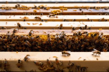Arılı açık arı kovanı bal peteği ahşap çerçevesinde kovan boyunca sürünüyor. Apiculture kavramı.