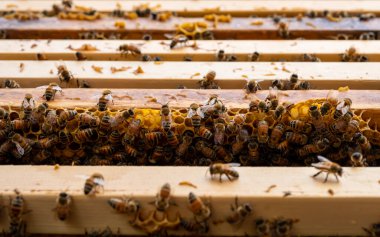 Arılı açık arı kovanı bal peteği ahşap çerçevesinde kovan boyunca sürünüyor. Apiculture kavramı.