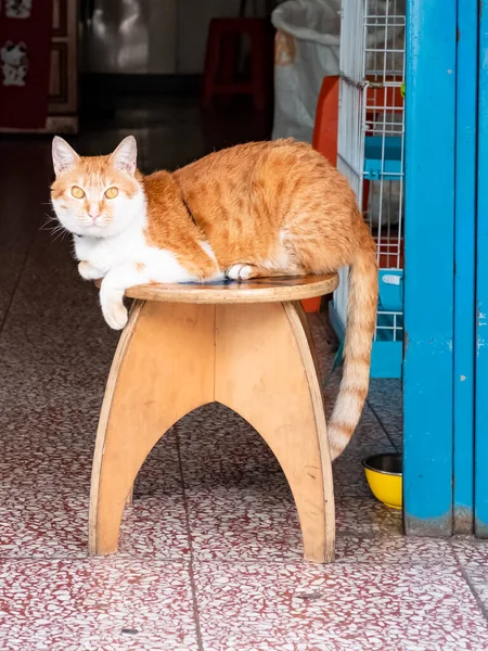 Preguiçoso Gato Vermelho Dia Ensolarado Verão — Fotografia de Stock