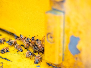 Arılı açık arı kovanı bal peteği ahşap çerçevesinde kovan boyunca sürünüyor.. 