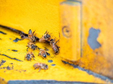 Arılı açık arı kovanı bal peteği ahşap çerçevesinde kovan boyunca sürünüyor.. 