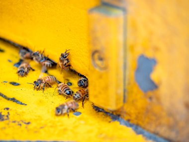 Arılı açık arı kovanı bal peteği ahşap çerçevesinde kovan boyunca sürünüyor.. 