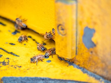 Arılı açık arı kovanı bal peteği ahşap çerçevesinde kovan boyunca sürünüyor.. 