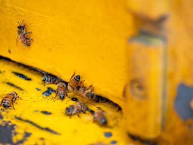 Arılı açık arı kovanı bal peteği ahşap çerçevesinde kovan boyunca sürünüyor.. 