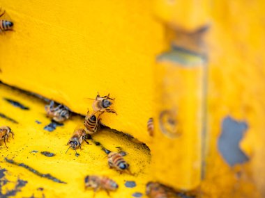 Arılı açık arı kovanı bal peteği ahşap çerçevesinde kovan boyunca sürünüyor.. 