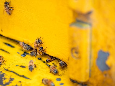 Arılı açık arı kovanı bal peteği ahşap çerçevesinde kovan boyunca sürünüyor.. 