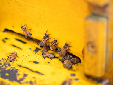 Arılı açık arı kovanı bal peteği ahşap çerçevesinde kovan boyunca sürünüyor.. 