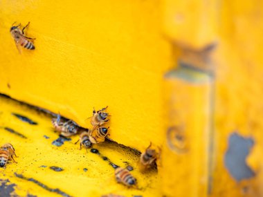 Arılı açık arı kovanı bal peteği ahşap çerçevesinde kovan boyunca sürünüyor.. 