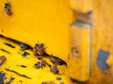 Arılı açık arı kovanı bal peteği ahşap çerçevesinde kovan boyunca sürünüyor.. 