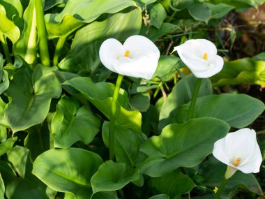Güzel beyaz zambak sabah