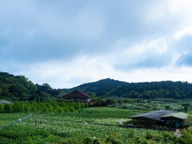 Güzel beyaz zambak tarlası sabah