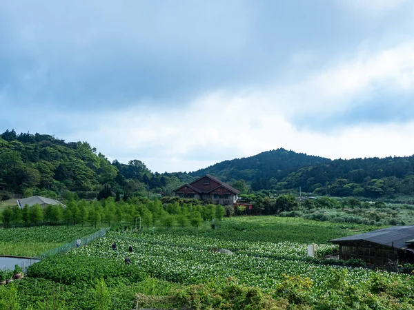 Красиве Біле Поле Кали Вранці — стокове фото