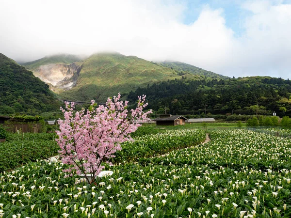 Beautiful White Calla Lily Field Morning — Stock Photo, Image