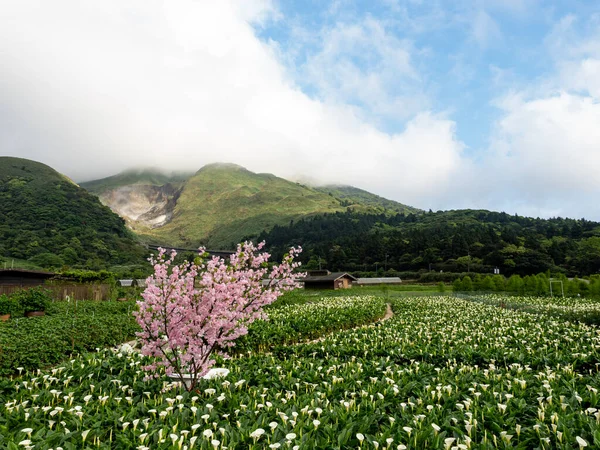 Beautiful White Calla Lily Field Morning — Stock Photo, Image