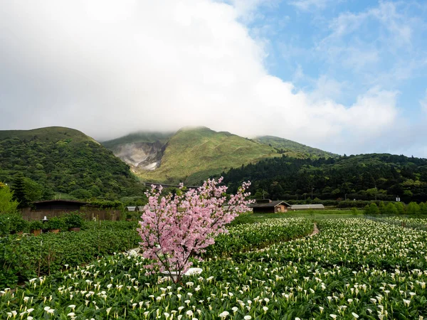 Beautiful White Calla Lily Field Morning — Stock Photo, Image