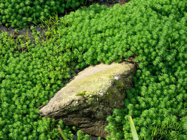 Close Verde Musgo Textura Fundo Planta Natureza Parede Musgo — Fotografia de Stock