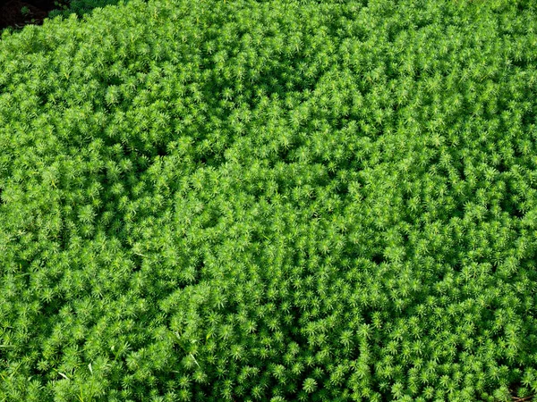 Close Verde Musgo Textura Fundo Planta Natureza Parede Musgo — Fotografia de Stock