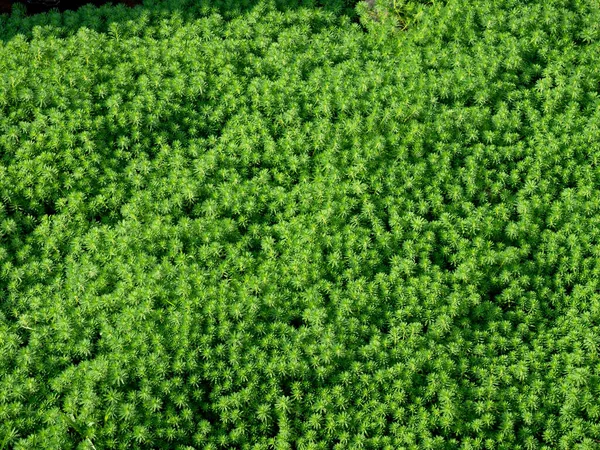 Close Verde Musgo Textura Fundo Planta Natureza Parede Musgo — Fotografia de Stock
