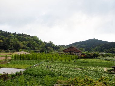 Yaz sabahı sis dağları