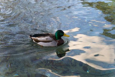 Duck swims in the water at sunset