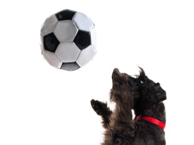 Futbol topuyla oynayan küçük siyah köpek